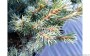 naald plantgoed sanders blue